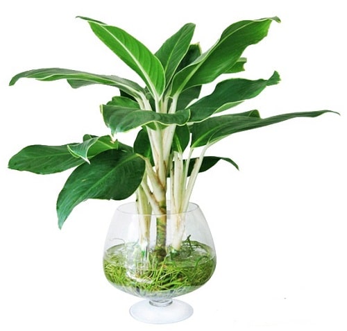 C&acirc;y bạch m&atilde; ho&agrave;ng tử