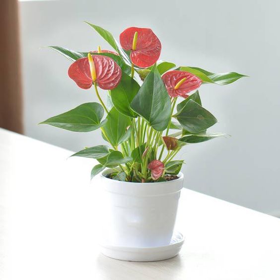 C&acirc;y hồng m&ocirc;n