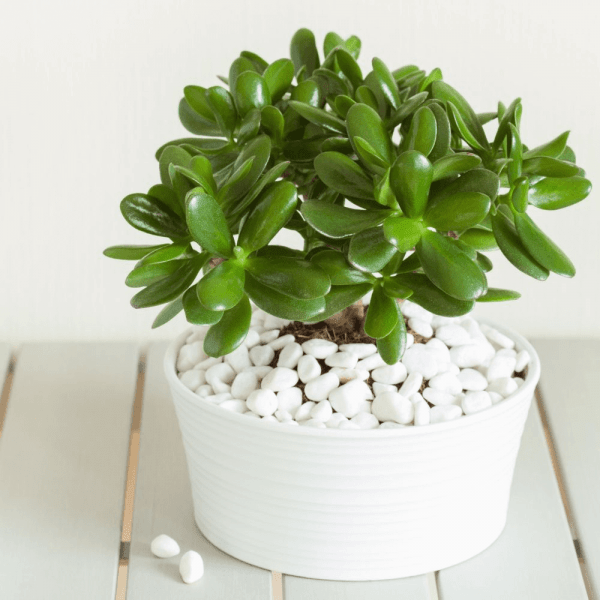 C&acirc;y ngọc b&iacute;ch