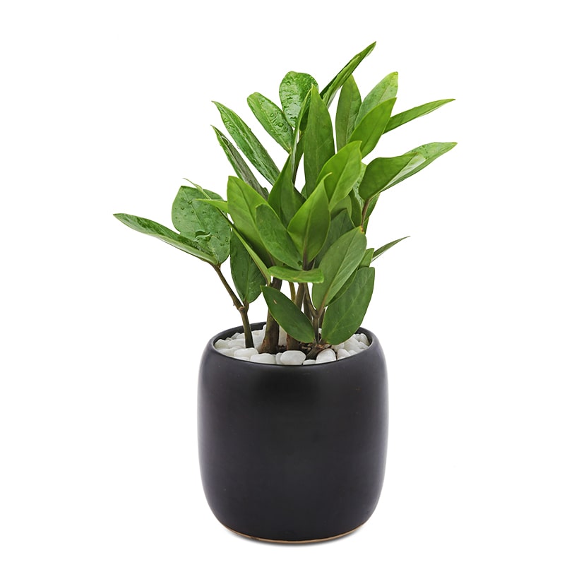 C&acirc;y kim tiền