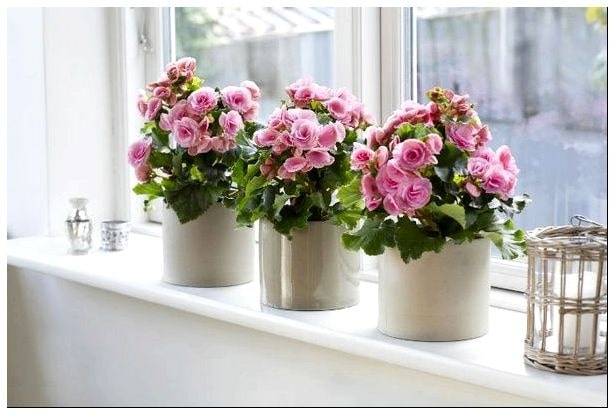  Những loại c&acirc;y trồng thanh lọc kh&ocirc;ng kh&iacute; tốt nhất cho văn ph&ograve;ng