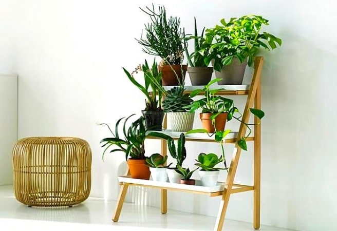  Những loại c&acirc;y trồng thanh lọc kh&ocirc;ng kh&iacute; tốt nhất cho văn ph&ograve;ng